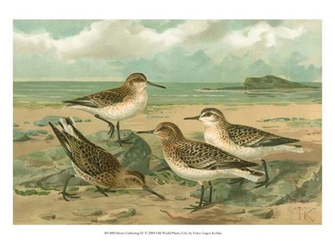 Framed Shore Gathering III Print
