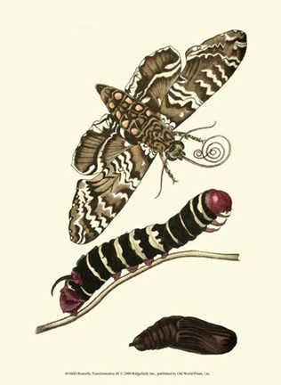 Framed Butterfly Transformation III Print