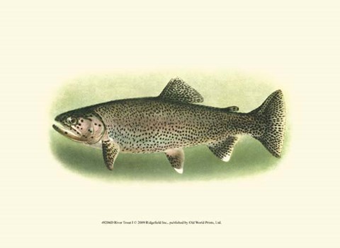 Framed River Trout I Print