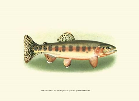 Framed River Trout II Print