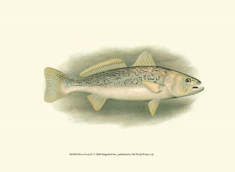 Framed River Trout IV Print