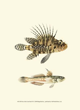 Framed Fish of the Coral Reef VI Print