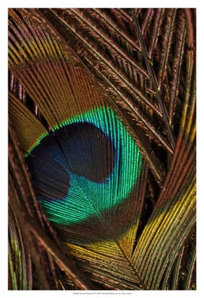 Framed Peacock Feathers II Print