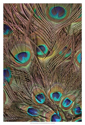 Framed Peacock Feathers III Print