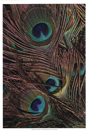 Framed Peacock Feathers IV Print