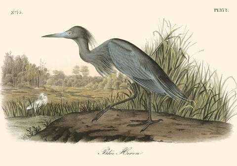 Framed Blue Heron Print