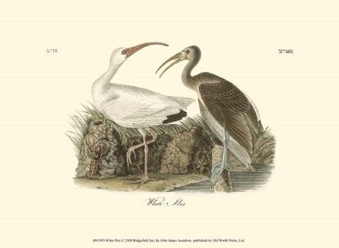 Framed White Ibis Print