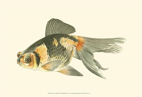 Framed Telescope Goldfish Print