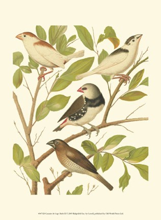 Framed Canaries &amp; Cage Birds II Print