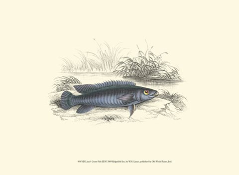 Framed Lizars&#39; Game Fish III Print