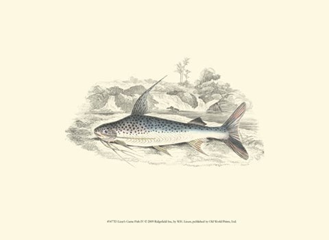 Framed Lizars&#39; Game Fish IV Print