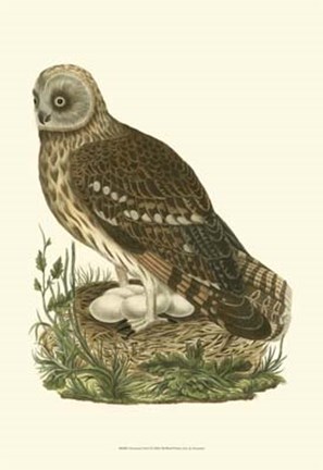 Framed Nozeman Owls I Print