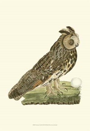 Framed Nozeman Owls III Print