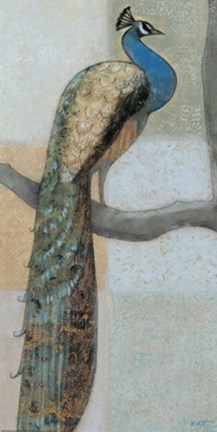 Framed Resting Peacock I Print