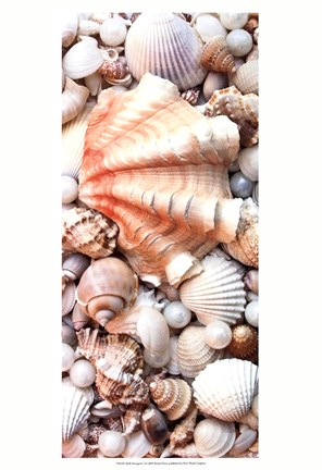 Framed Shell Menagerie I Print