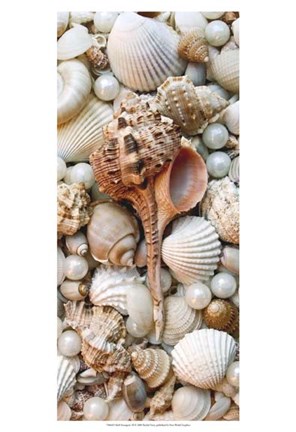 Framed Shell Menagerie III Print