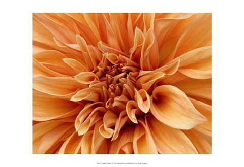 Framed Graphic Dahlia I Print