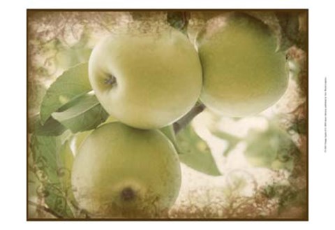 Framed Vintage Apples II Print