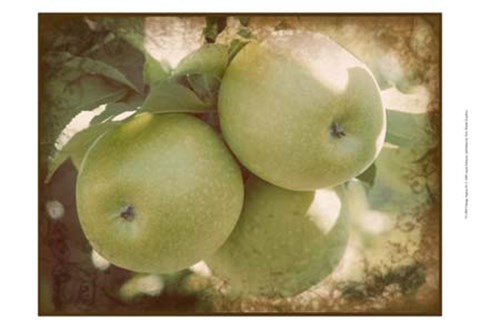 Framed Vintage Apples III Print