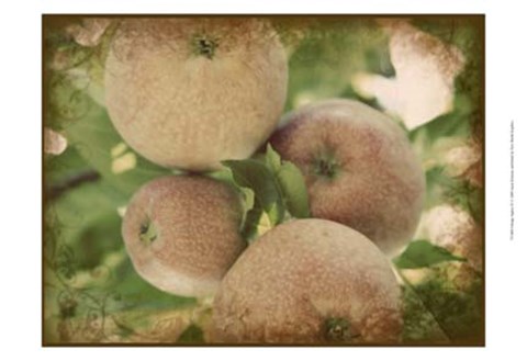 Framed Vintage Apples IV Print