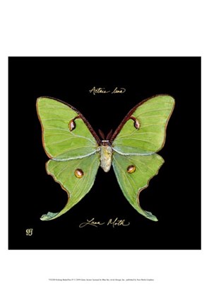 Framed Striking Butterfly IV Print