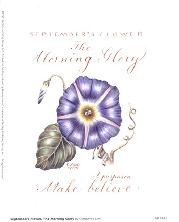 Framed September&#39;s Flower, Morning Glory Print