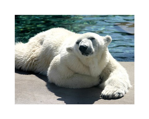 Framed Polar Bear on the floor Print