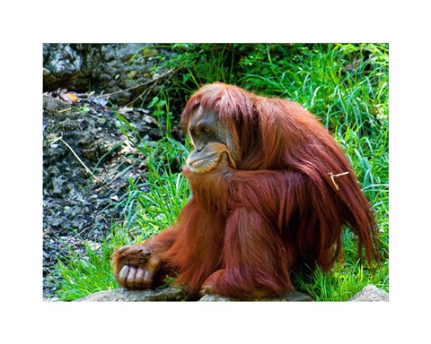 Framed Orangutan - Giving it some thought Print