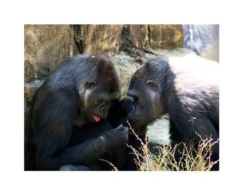 Framed Gorillas - Look what I found! Print