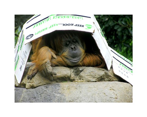 Framed Orangutan - Give me shelter Print