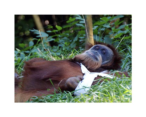 Framed Orangutan - Just about to take a nap Print