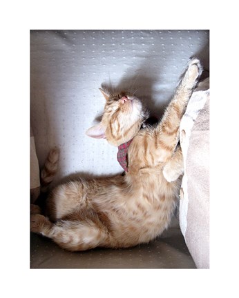 Framed Just Stretchin Print