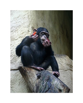 Framed Orangutan - Burlap Hat Print