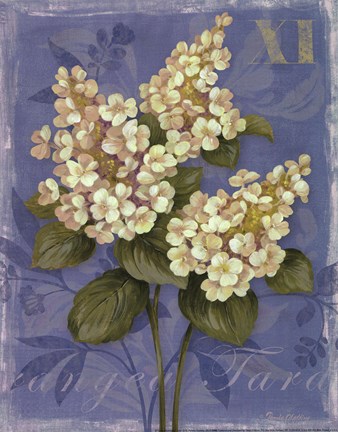 Framed Tardiva Hydrangea- mini Print