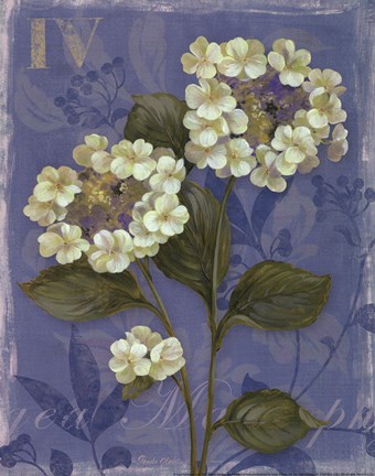 Framed Lace Hydrangea - mini Print