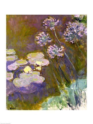 Framed Waterlilies and Agapanthus, 1914-17 Print