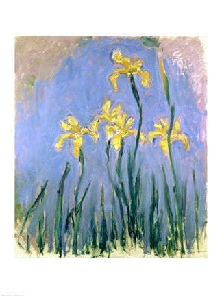 Framed Yellow Irises, c.1918-25 Print