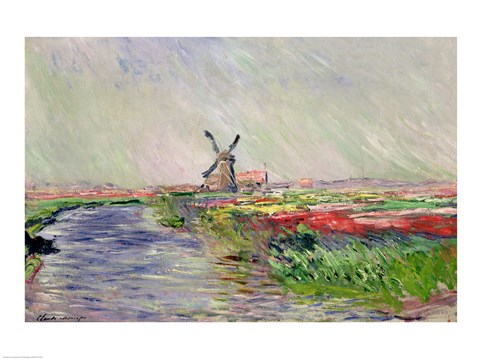 Framed Tulip Field in Holland Print