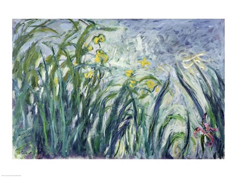 Framed Yellow and Purple Irises, 1924-25 Print