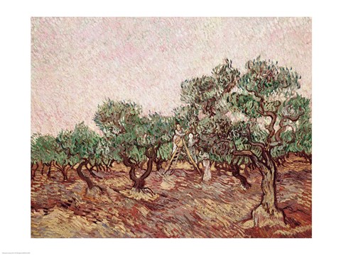 Framed Olive Pickers - picking Print