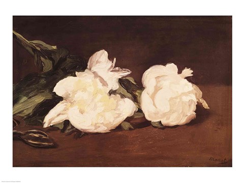 Framed Branch of White Peonies and Secateurs, 1864 Print