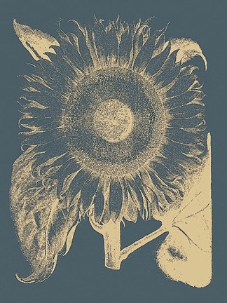 Framed Sunflower 2 Print