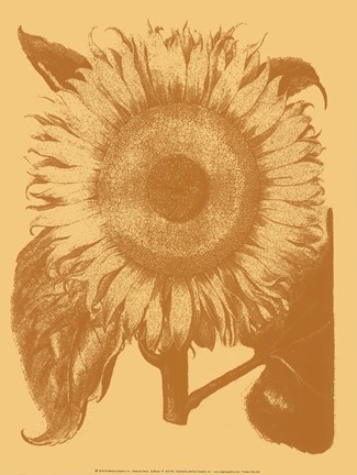 Framed Sunflower 19 Print