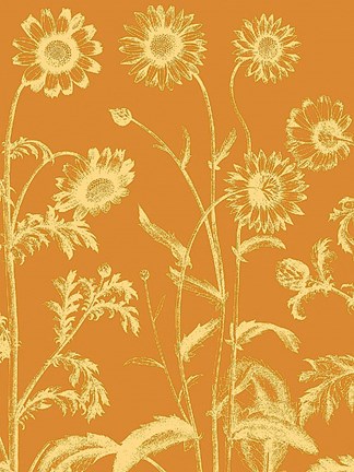Framed Chrysanthemum 20 Print