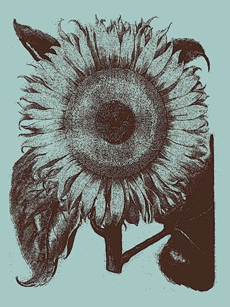 Framed Sunflower 18 Print