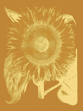 Framed Sunflower 20 Print