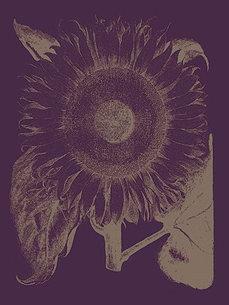 Framed Sunflower 13 Print