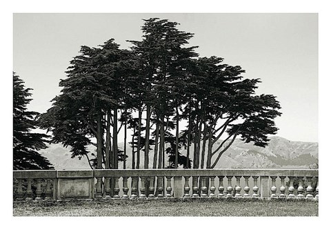 Framed Cypress Trees and Balusters Print