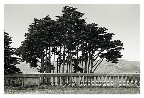 Framed Cypress Trees and Balusters Print