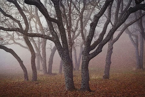 Framed Pilot Road Trees Print